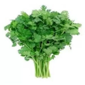 coriander